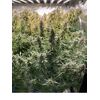 Lilac Diesel Auto RBX2, Фасовка: 6, изображение 4